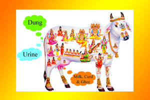 Сурабхи - священная корова