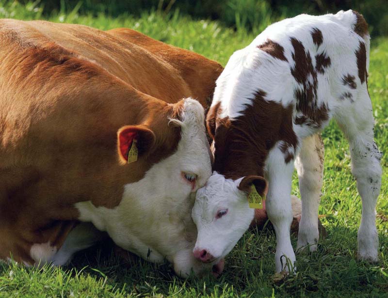 защита коров
