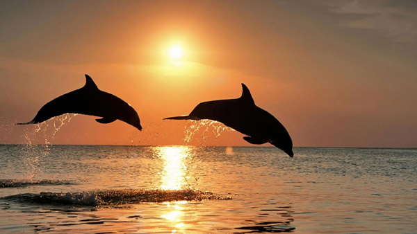 Закат, дельфины